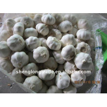2011 garlic seed hot sell